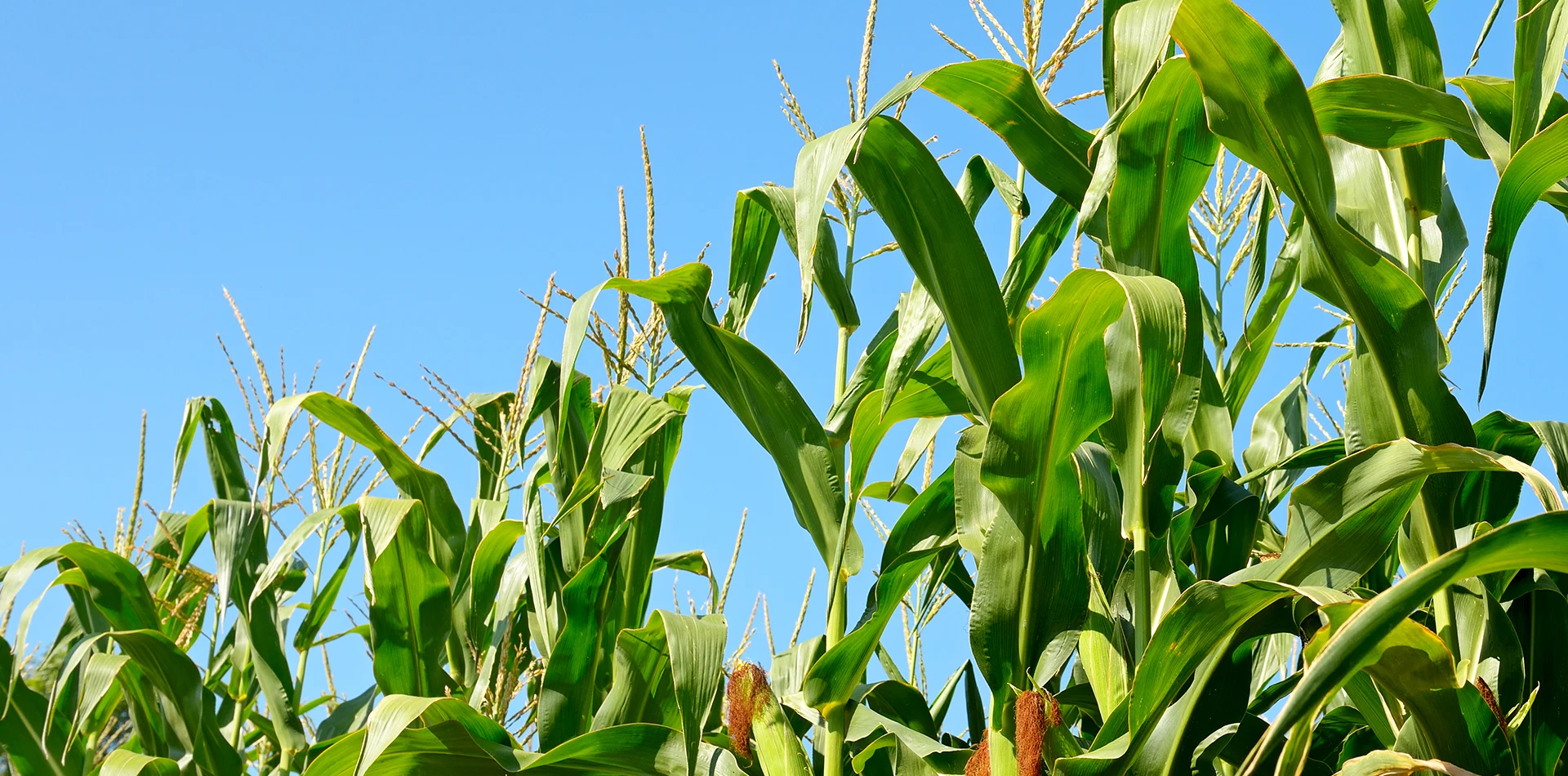 Hele Planten Majsensilage leverandør