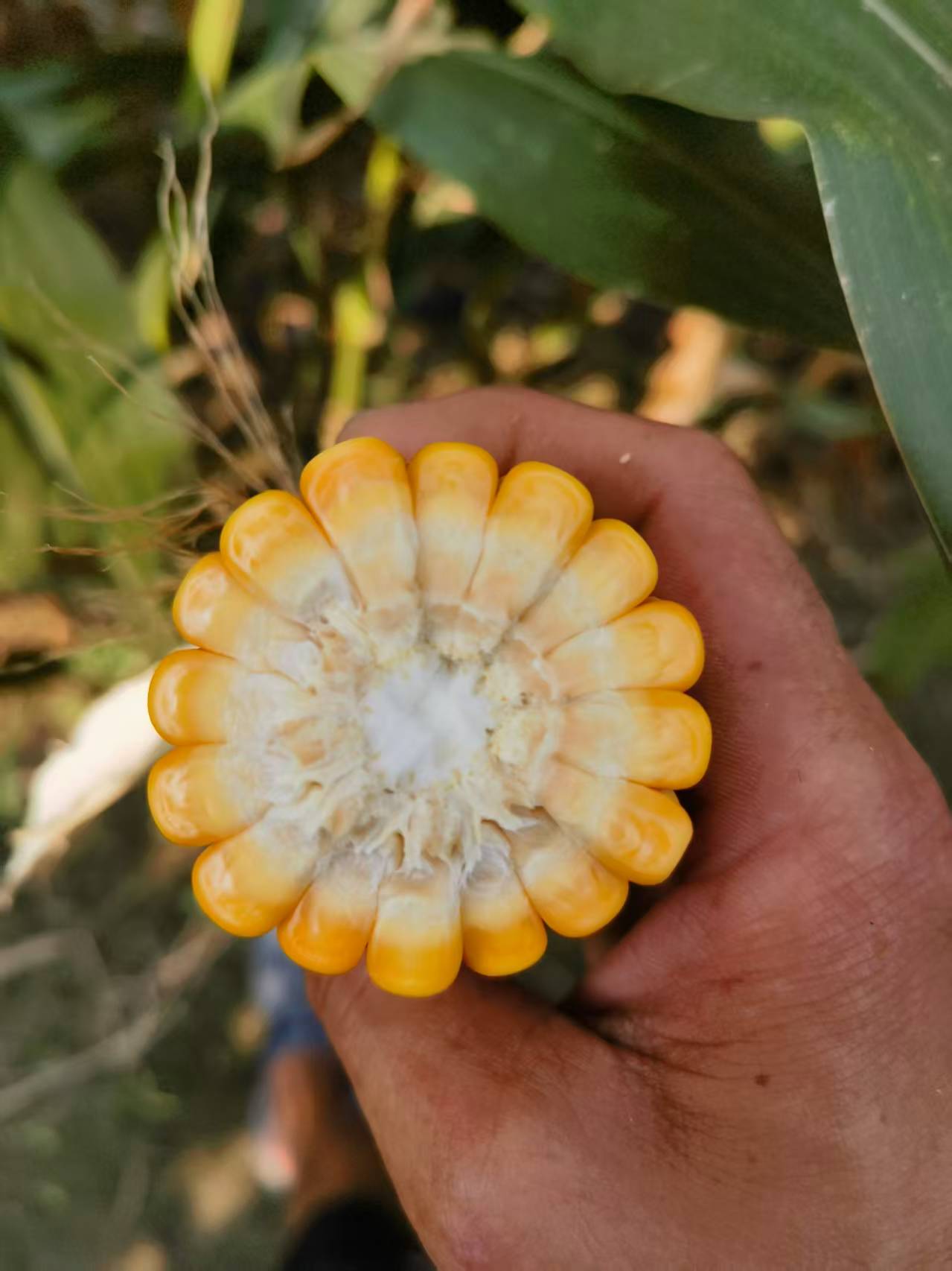 Hvorfor skal små drøvtyggere vælge fåre- og gedespeciel majsensilage?