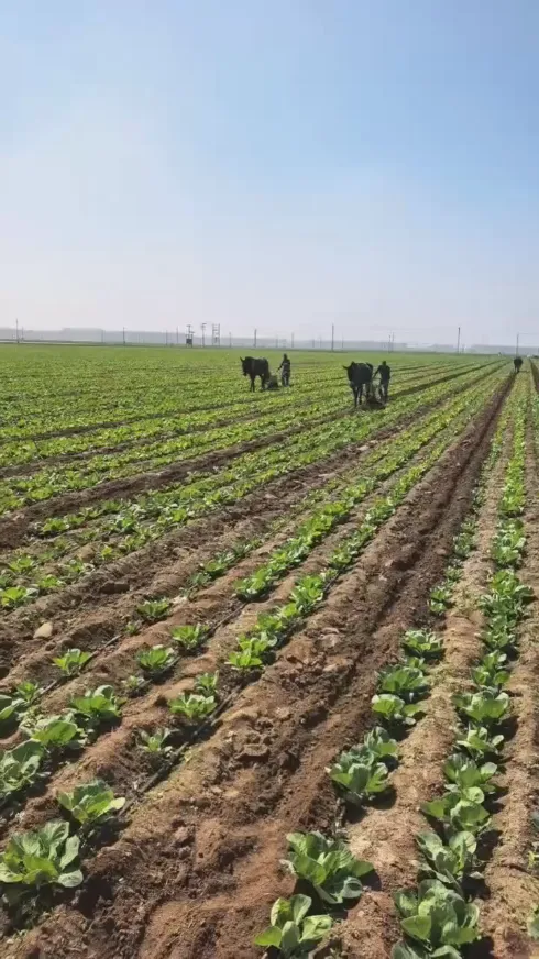 Med hyppige udfordringer inden for global lagring og transport af ferskvarer, hvordan kan vi så opretholde den ende-til-ende friske kvalitet af rundkål fra Yiman Agricultural?
