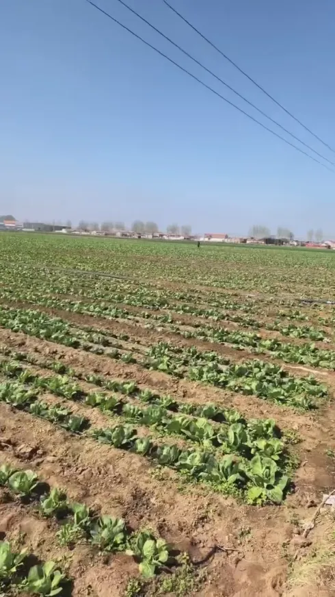 Hvilke kernestyrker gør Yiman Agriculture til din ideelle leverandør til bulkimportprojekter for syltet kål?