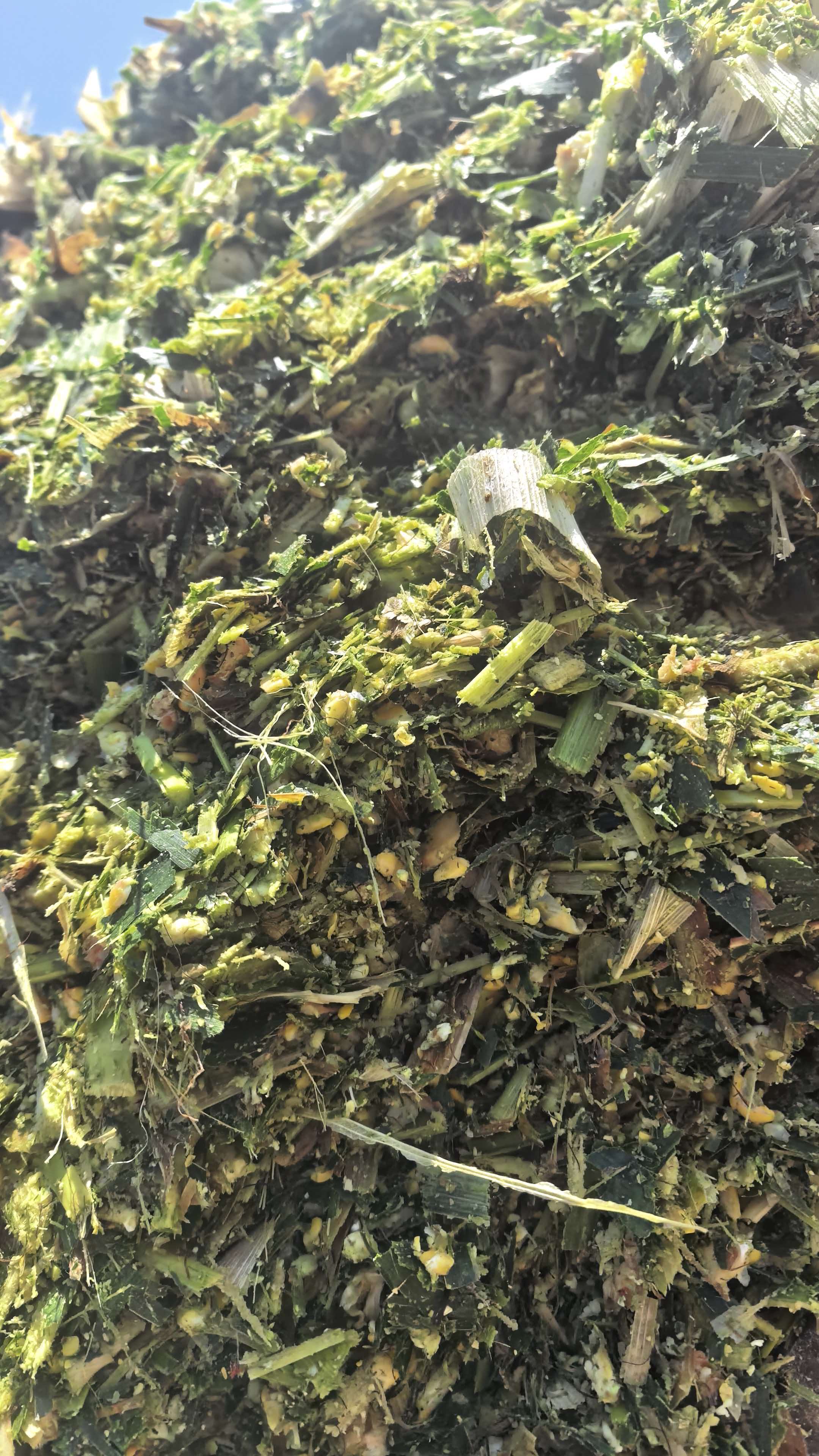 Hvorfor skal små drøvtyggere vælge fåre- og gedespeciel majsensilage?