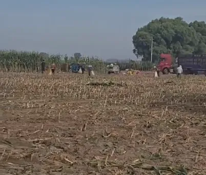 Hvordan kan man forbedre husdyravlseffektiviteten med majsensilage af høj kvalitet af hele planter?
