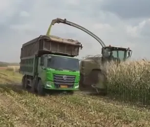 Hvordan man optimerer majsensilageideer for at øge kvægfoderkvaliteten og bedriftens profit?