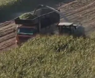 Hvordan kan husdyrbrug i Afrika og Mellemøsten stabilisere foderforsyningen med pålidelig majsensilage?