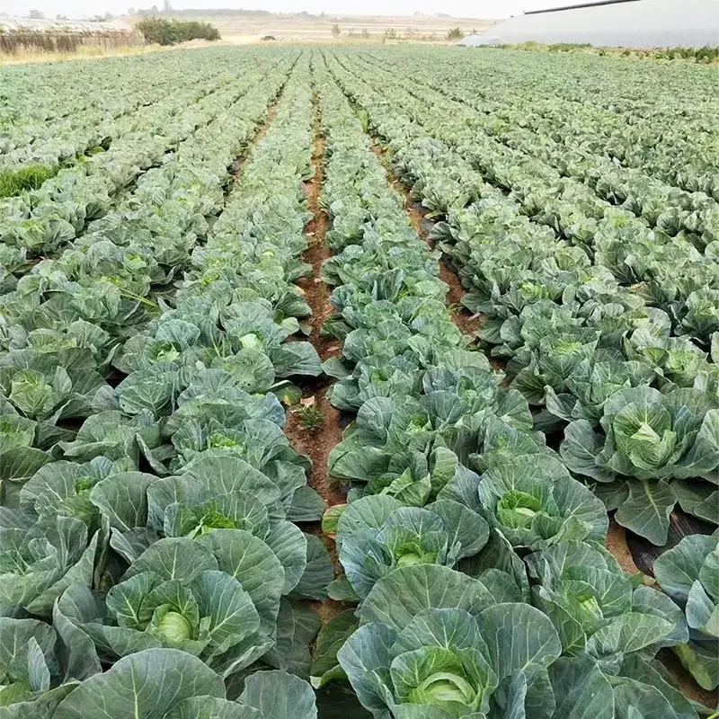 Farm frisk rundkål