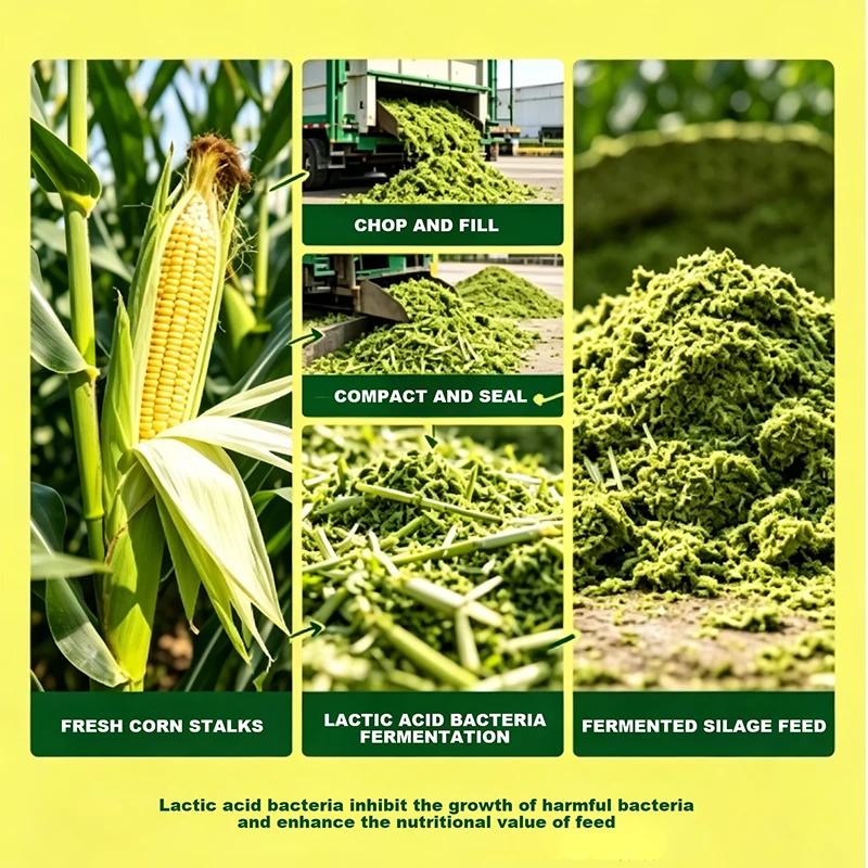 Mælkesyrefermenteret majsensilage
