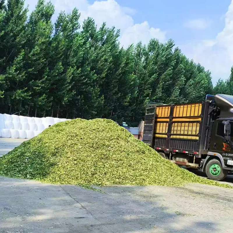 Får og ged Særlig majsensilage
