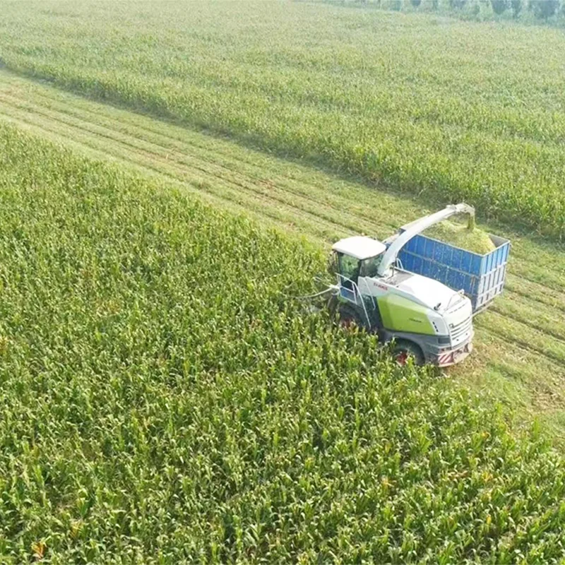 Sommerhøst majsensilage
